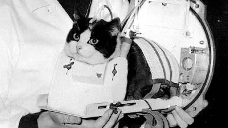 Foto del giorno: l'astrogatta Félicette