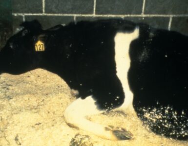 Foto del giorno: la Mucca Pazza, il morbo che ha fatto preoccupare mezzo mondo!