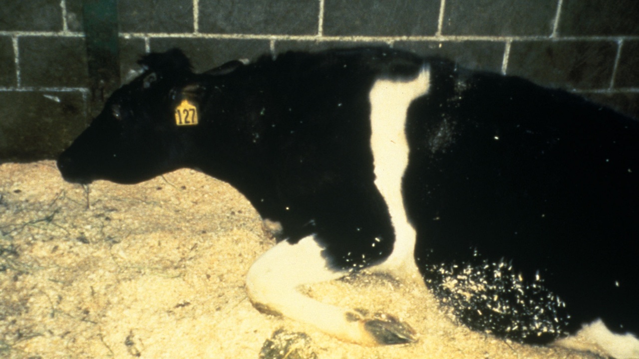 Foto del giorno: la Mucca Pazza, il morbo che ha fatto preoccupare mezzo mondo!