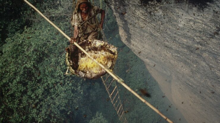 Foto del giorno: spericolati cacciatori del miele in Nepal