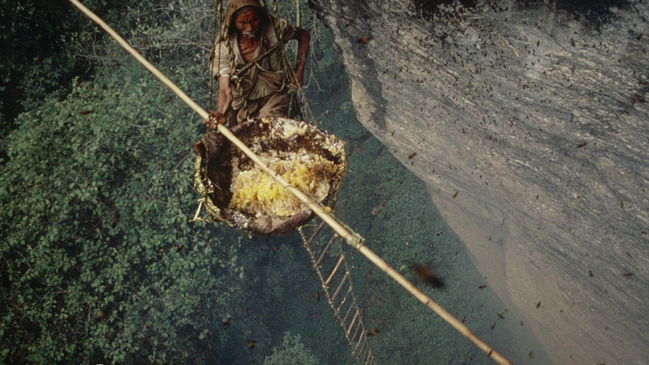 Foto del giorno: spericolati cacciatori del miele in Nepal