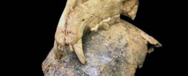 leopardi uomini primitivi