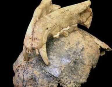 leopardi uomini primitivi