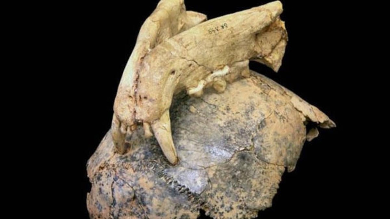 leopardi uomini primitivi