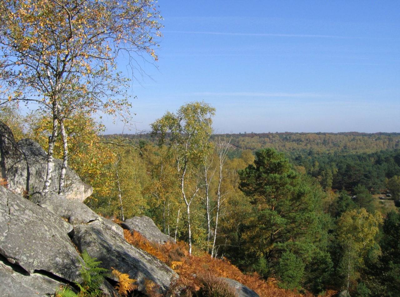 foresta di Fontainebleau distesa verde