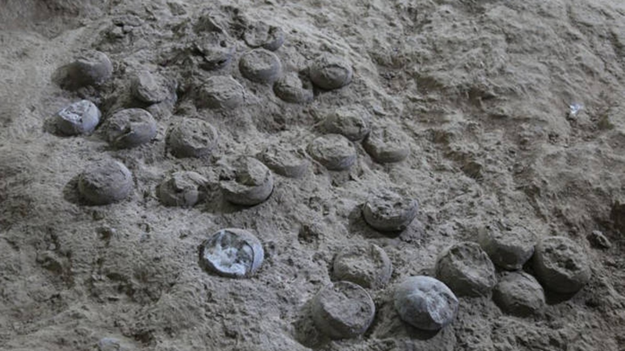 uova dinosauro datazione