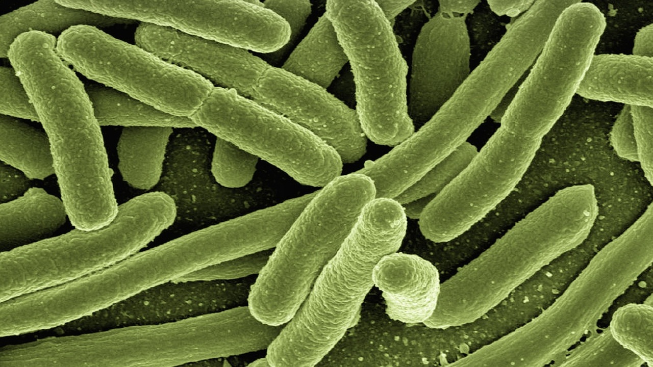 escherichia coli