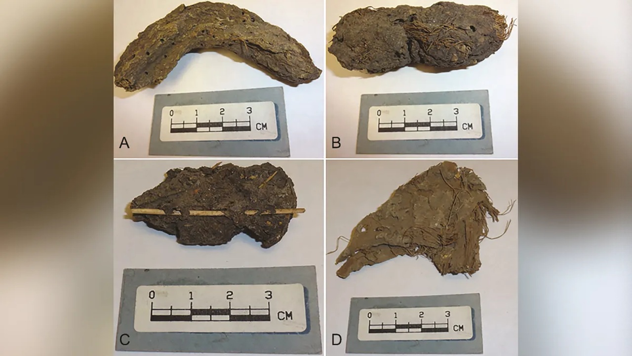 escrementi paleofeci