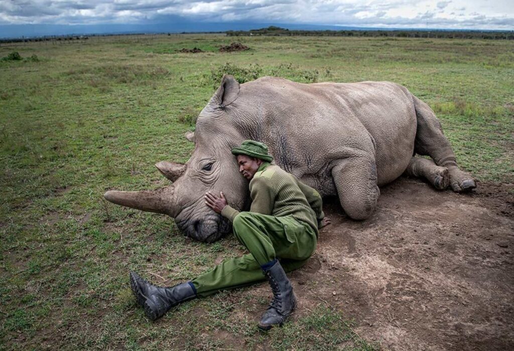 Sudan ultimo maschio rinoceronte bianco settentrionale