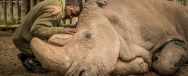 Foto del giorno: Sudan, l'ultimo maschio della specie