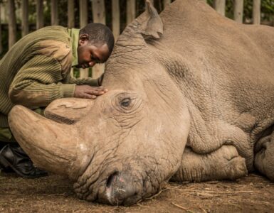 Foto del giorno: Sudan, l'ultimo maschio della specie