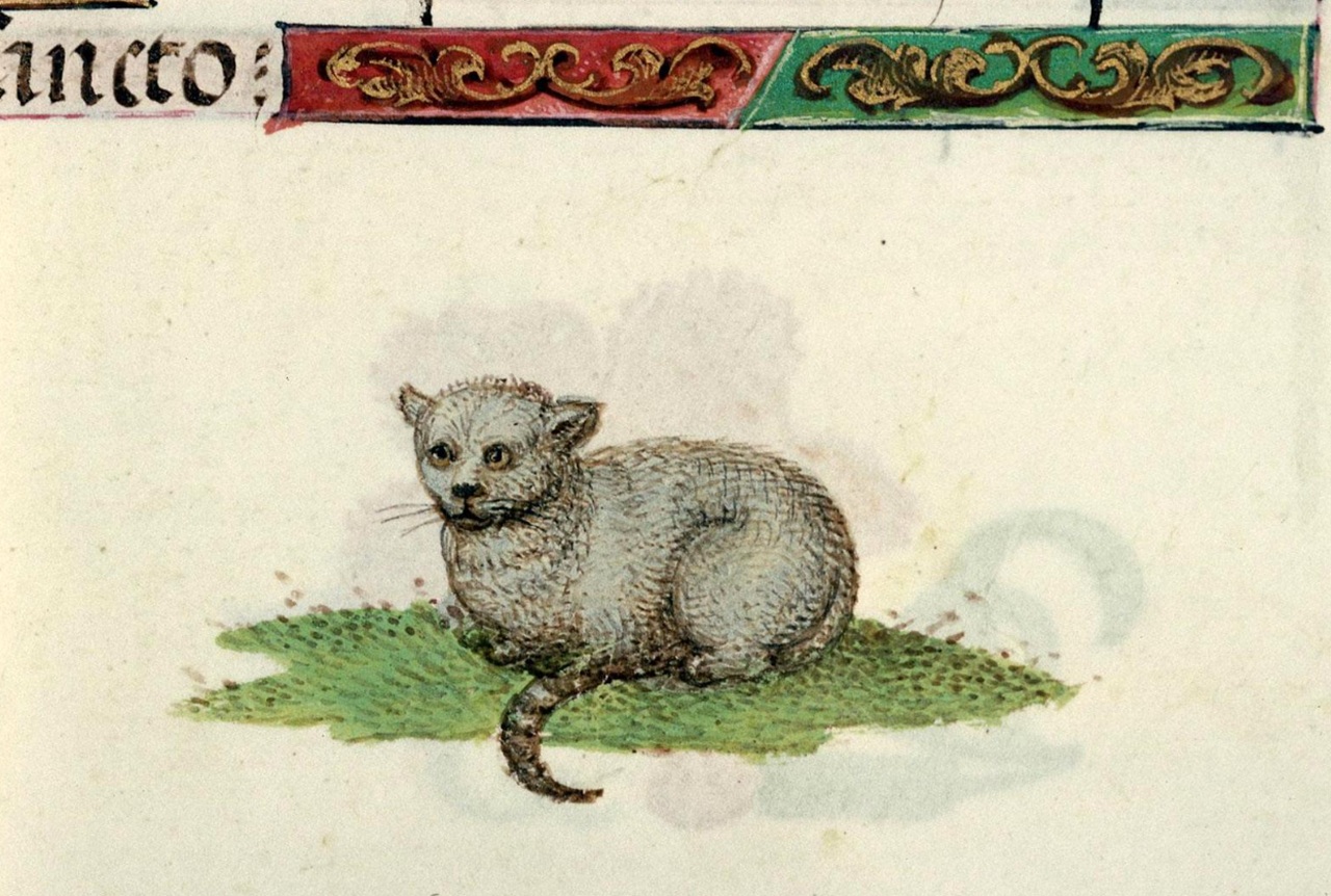 gatti rappresentazione Medioevo