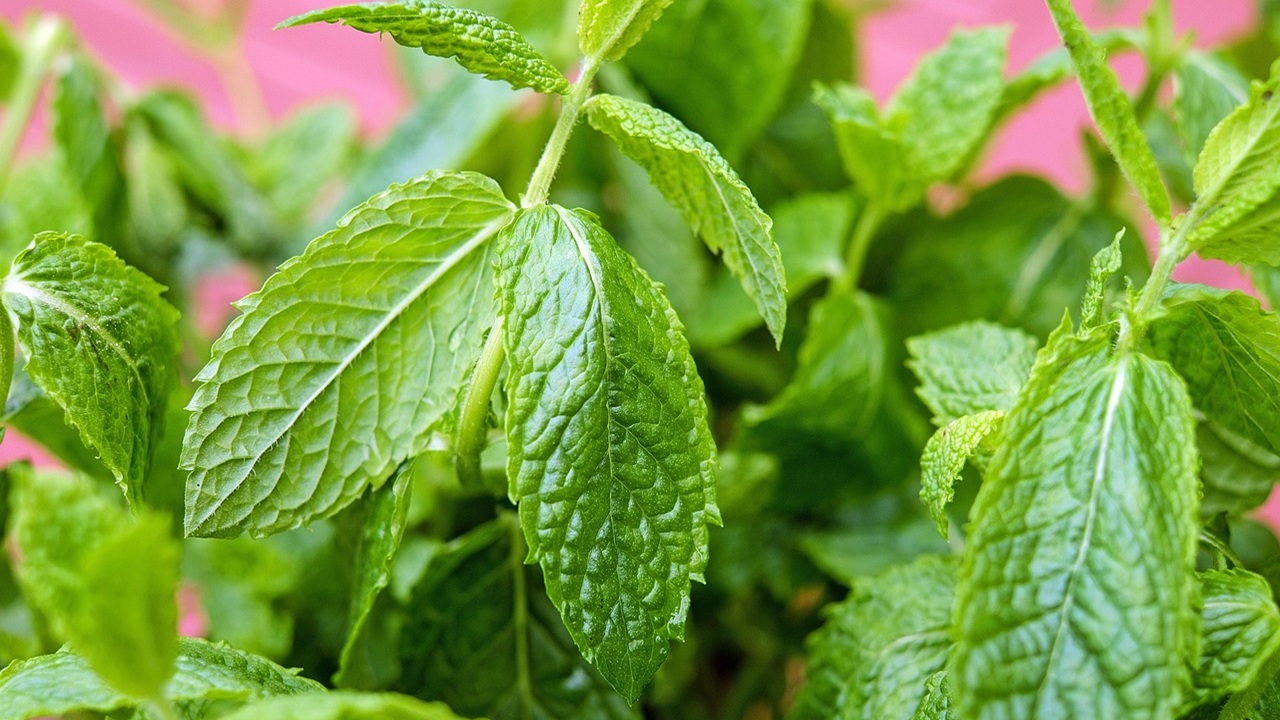 menta piperita