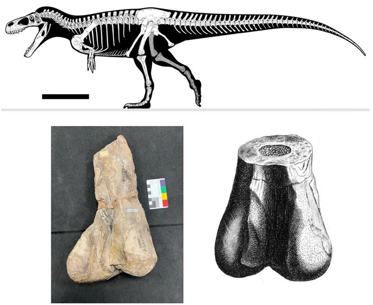 Megalosauro femore scambiato per quello di un gigante