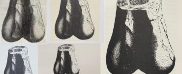 Scambiare il femore di un Megalosauro per l'osso di un gigante umano? Normale se vivi nel 1677