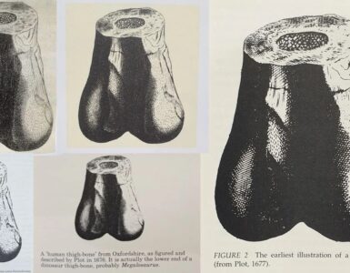 Scambiare il femore di un Megalosauro per l'osso di un gigante umano? Normale se vivi nel 1677
