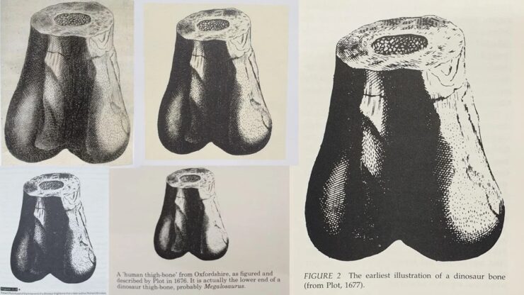 Scambiare il femore di un Megalosauro per l'osso di un gigante umano? Normale se vivi nel 1677