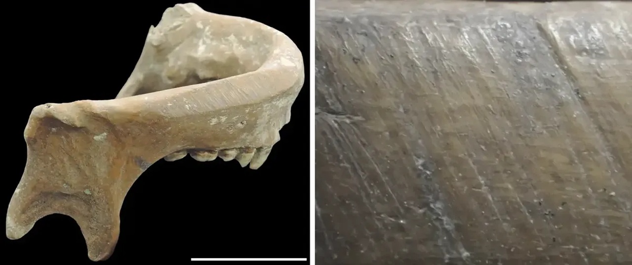 tazze teschi età pietra