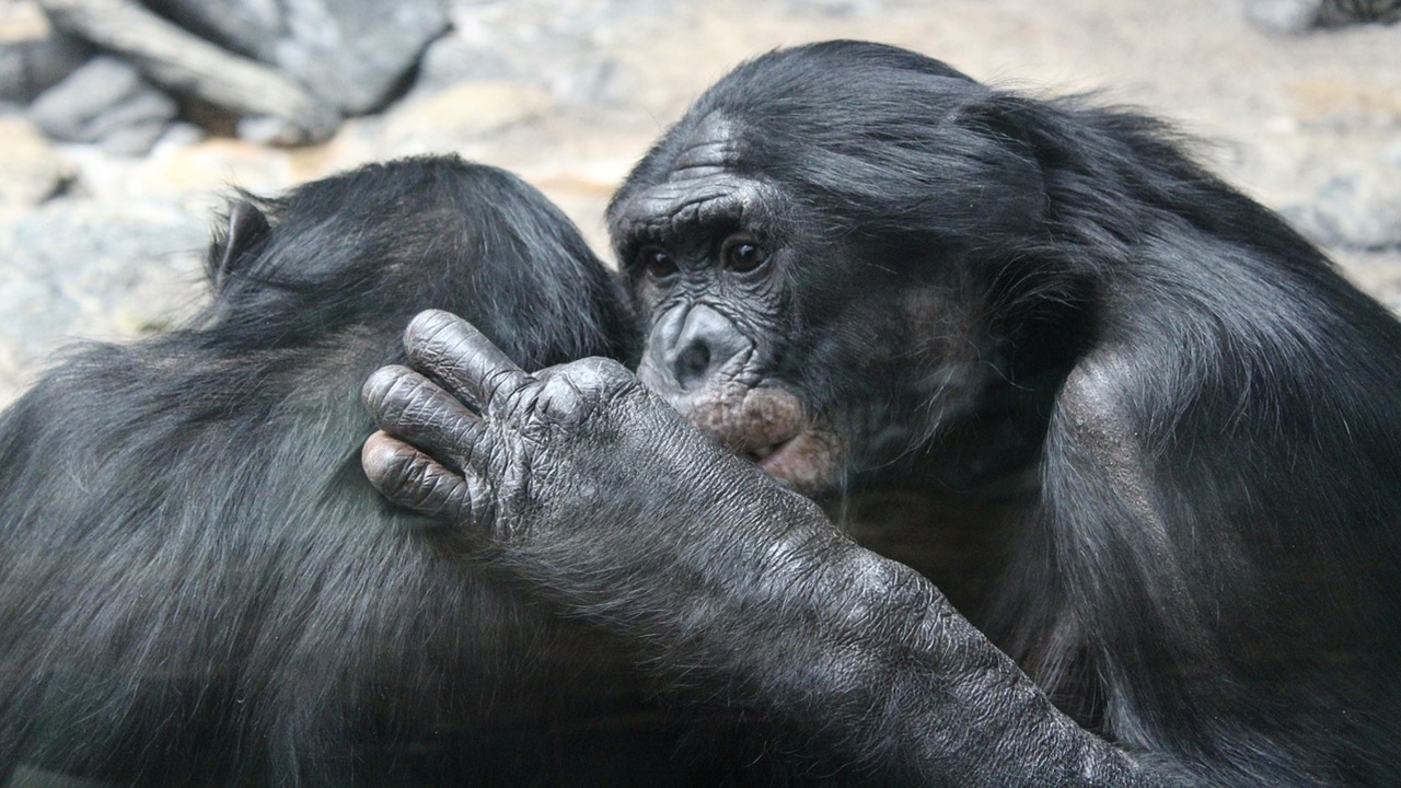 bacio scimmie origine