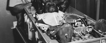 Foto del giorno: Enos, il simpatico scimpanzè mandato nello spazio