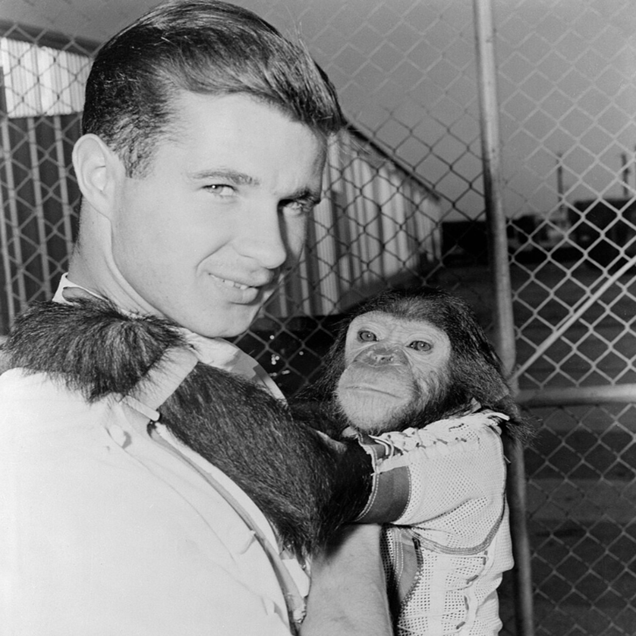 Scimpanzè Enos immagine