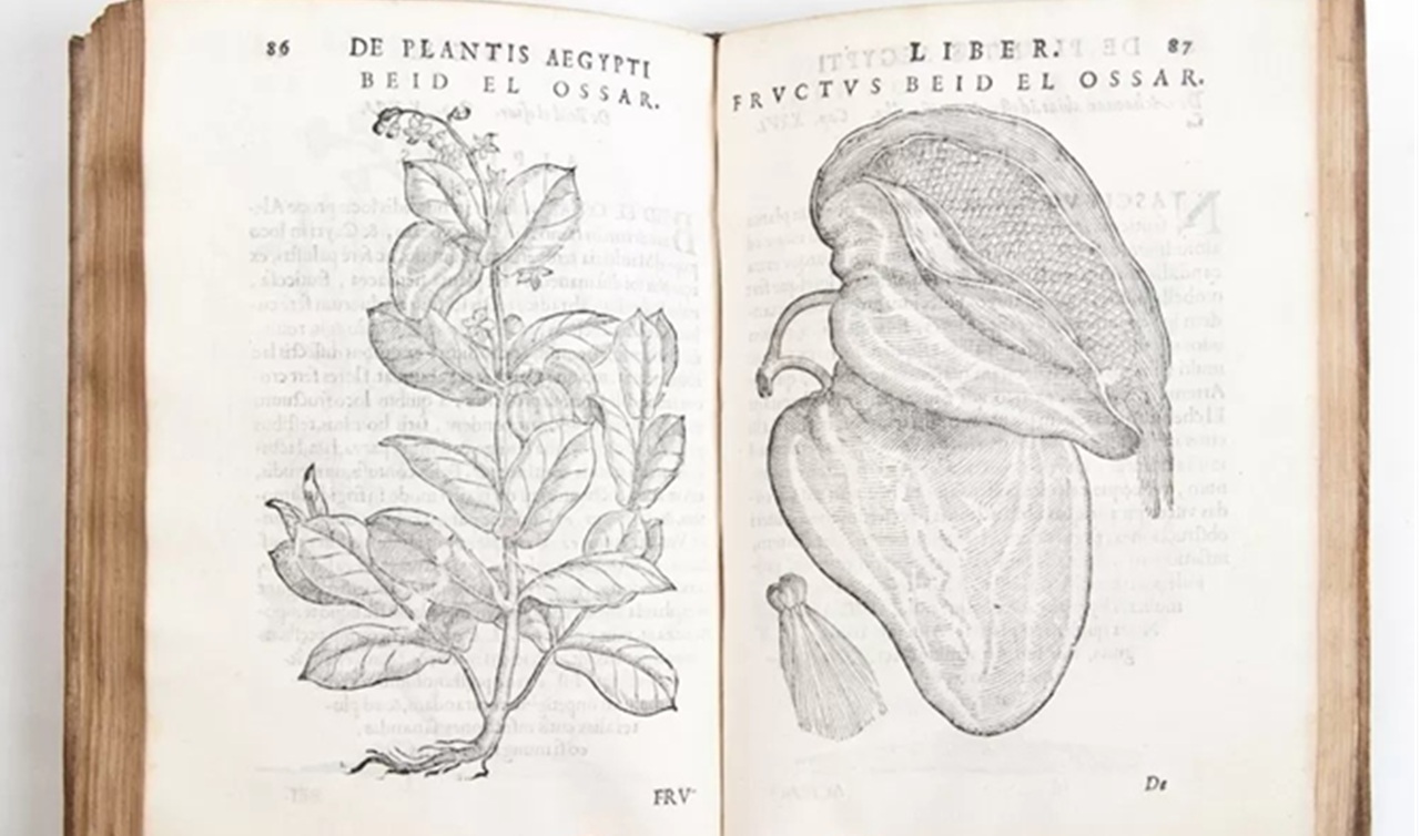 caffè, de plantis aegypti