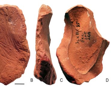 neanderthal strumenti disegno