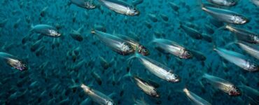 Quando i peti delle aringhe per poco non causarono una guerra