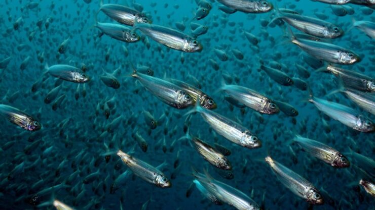 Quando i peti delle aringhe per poco non causarono una guerra