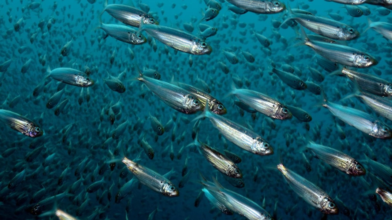 Quando i peti delle aringhe per poco non causarono una guerra