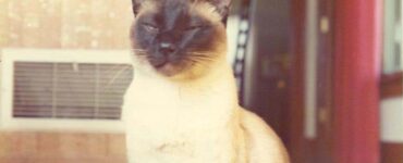 Un gatto coautore di ben due studi scientifici? Anche questo è possibile nella storia...