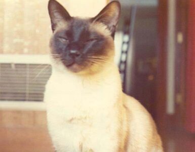 Un gatto coautore di ben due studi scientifici? Anche questo è possibile nella storia...