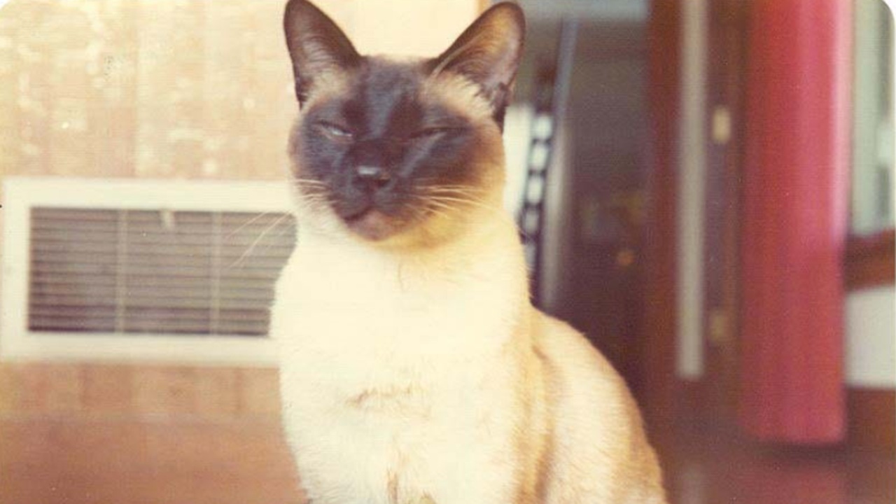 Un gatto coautore di ben due studi scientifici? Anche questo è possibile nella storia...