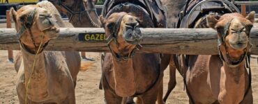 camel corps cammelli