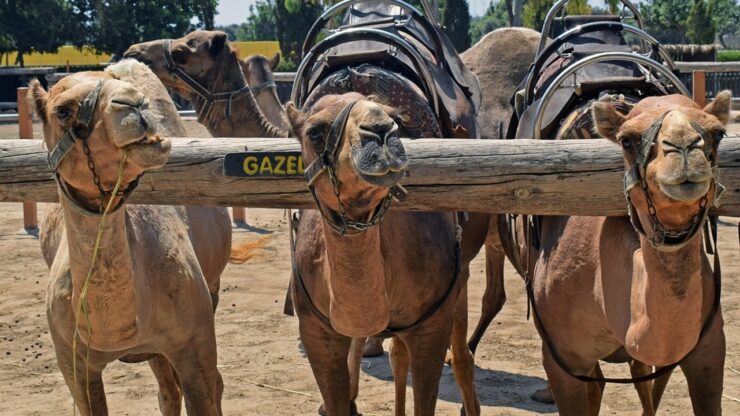 camel corps cammelli
