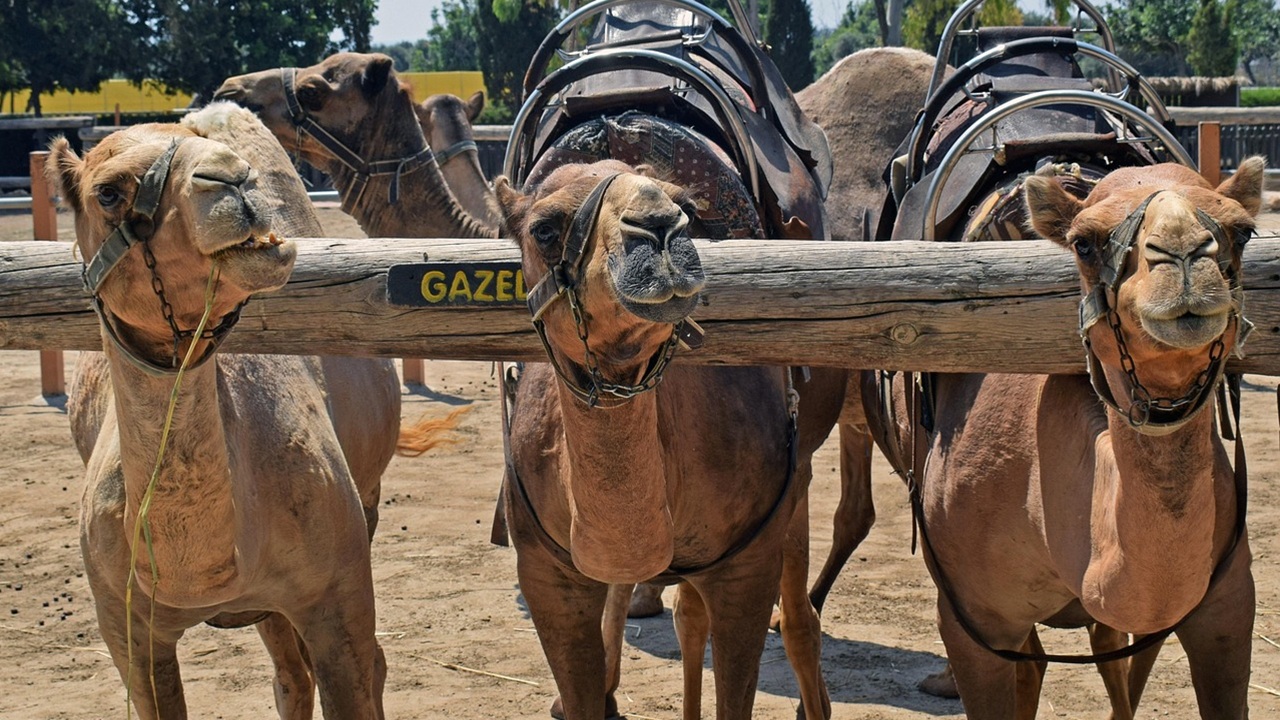 camel corps cammelli