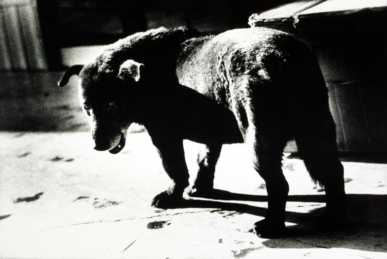 cane randagio città Misawa