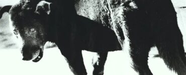 Foto del giorno: il cane randagio di Moriyama