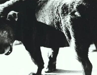 Foto del giorno: il cane randagio di Moriyama