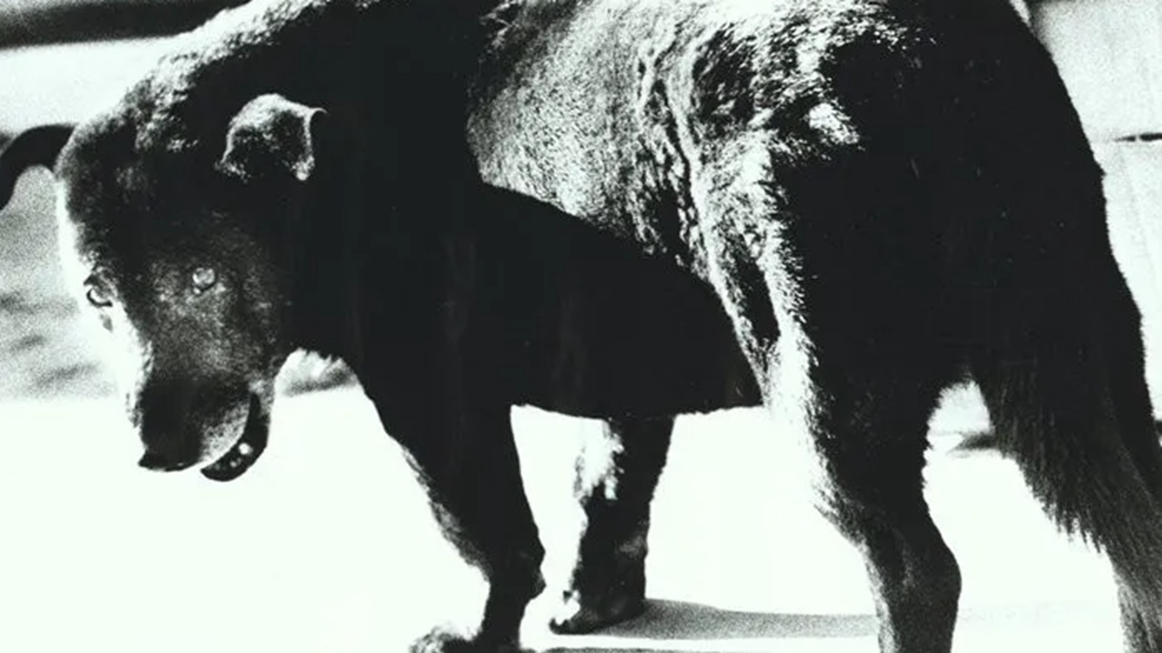 Foto del giorno: il cane randagio di Moriyama