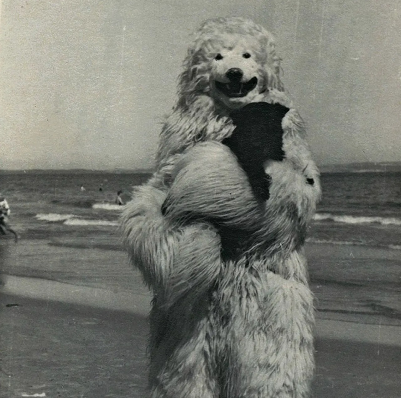 orso polare in spiaggia con cane