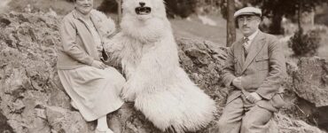 Foto del giorno: l'orso polare in Germania, una strana e misteriosa mania