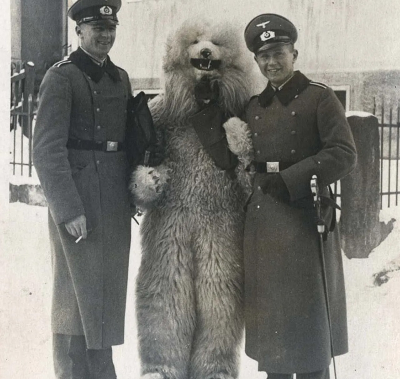 orso polare truppe tedesche