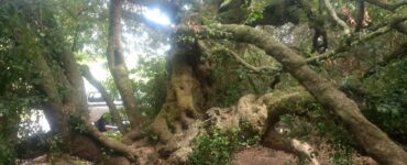 L'albero sotto il quale da oltre 500 anni le persone lasciano messaggi