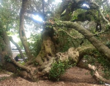 L'albero sotto il quale da oltre 500 anni le persone lasciano messaggi