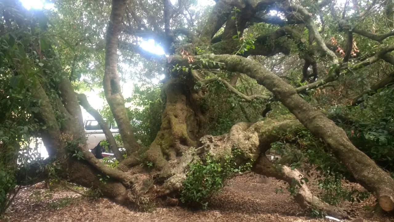 L'albero sotto il quale da oltre 500 anni le persone lasciano messaggi