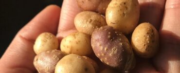 patate selvatiche