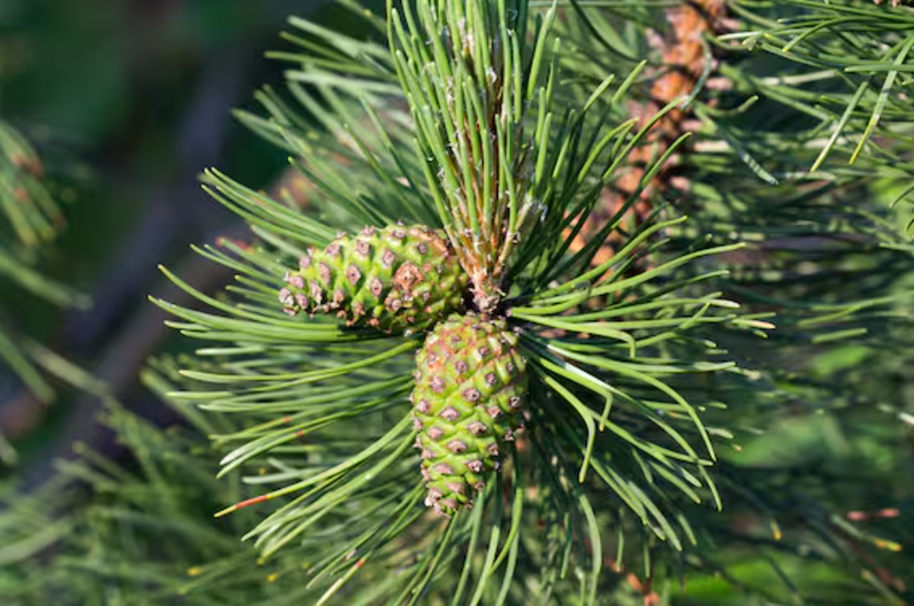ananas pigna pino marittimo