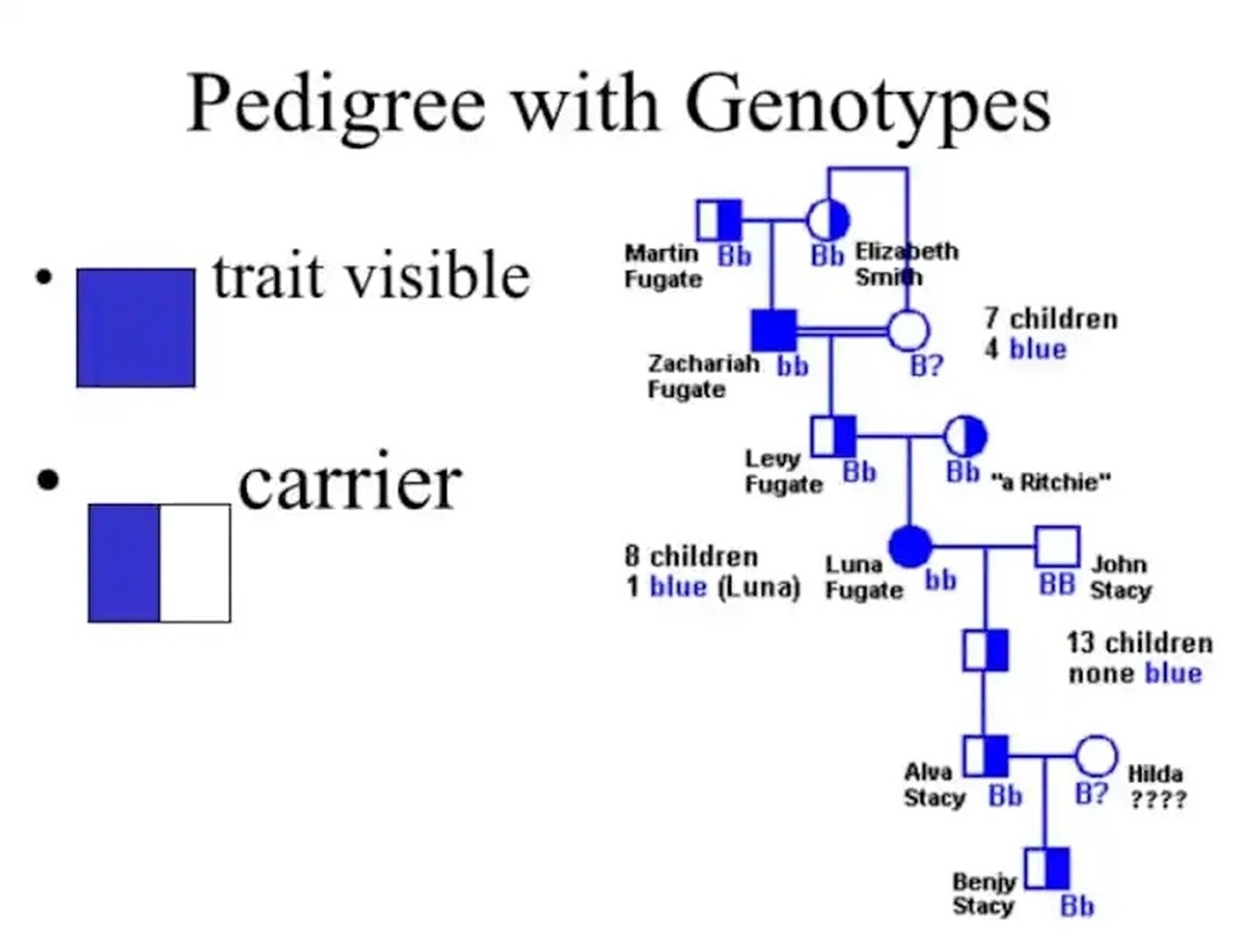 blue fugata genetica