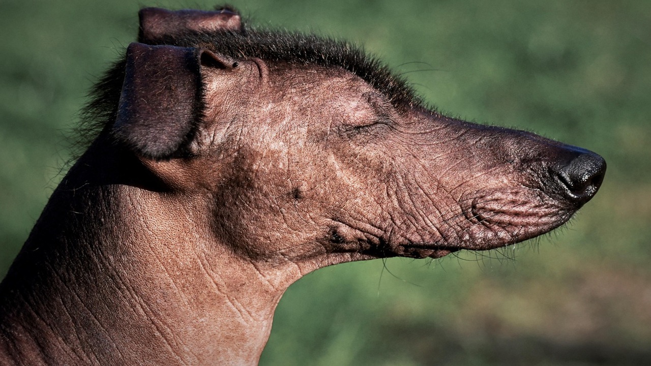 cane nudo messicano